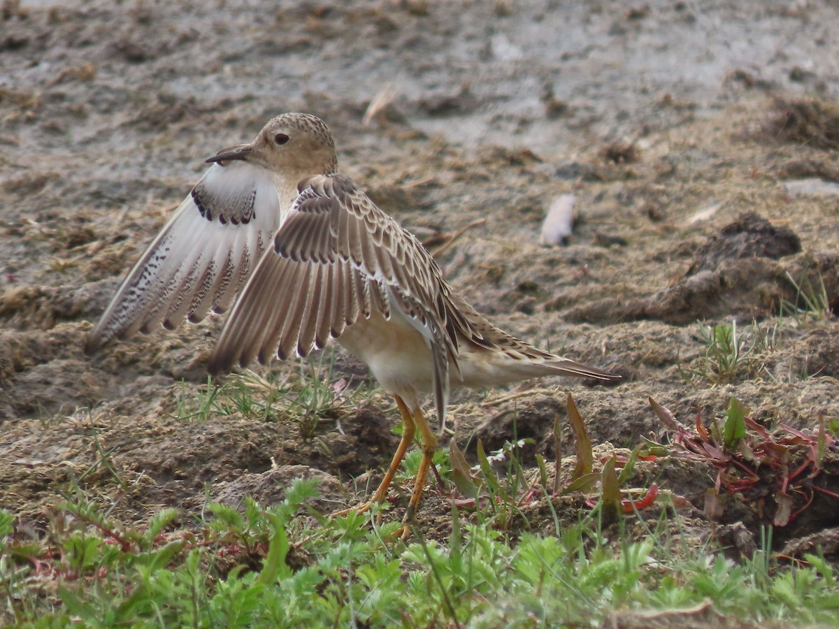 Buff-breasted Sandpiper - ML619642577