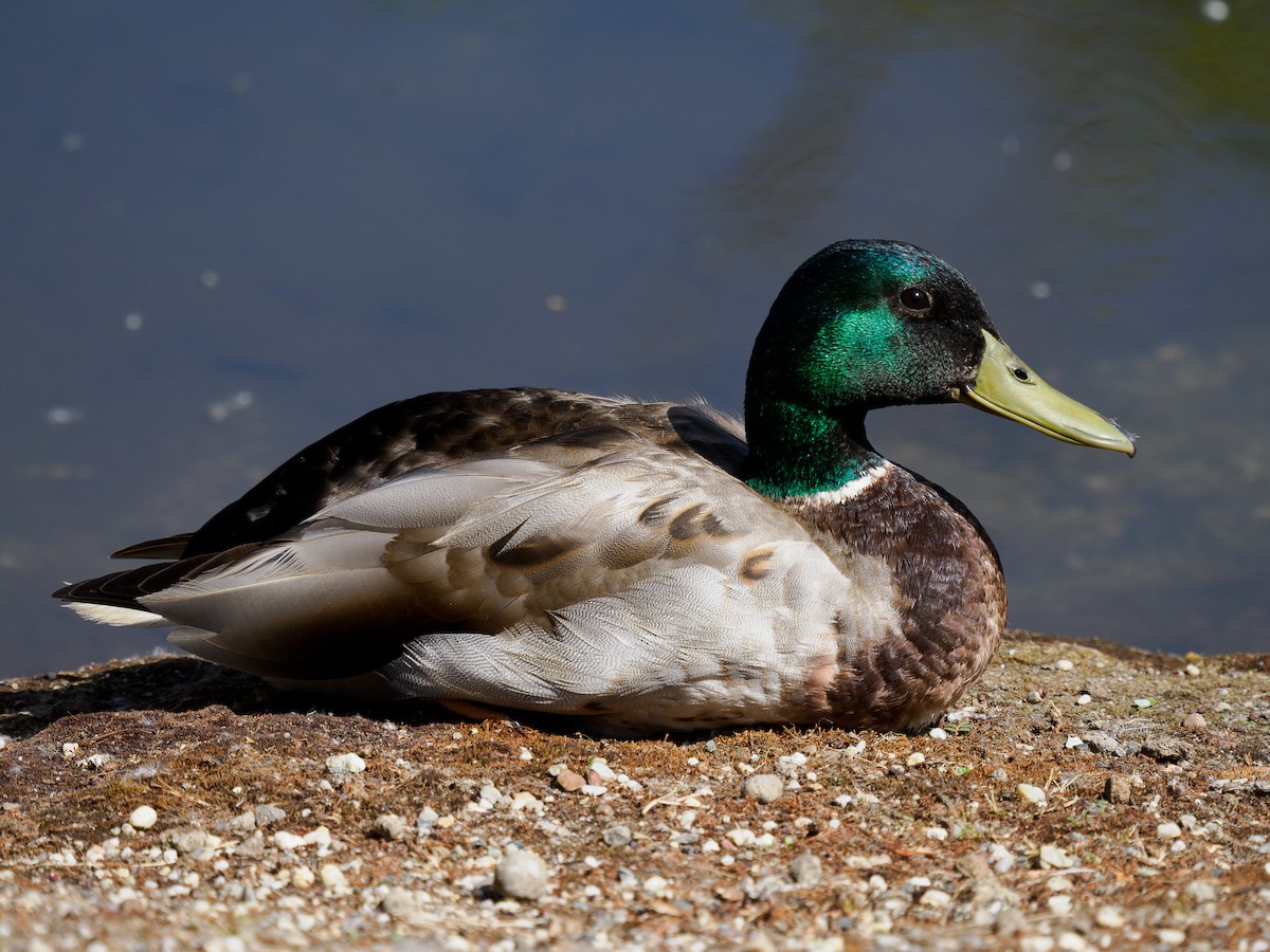 Mallard - ML619642578