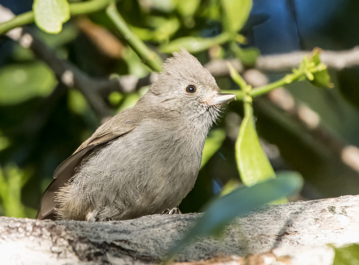 Oak Titmouse - Daniel Ward