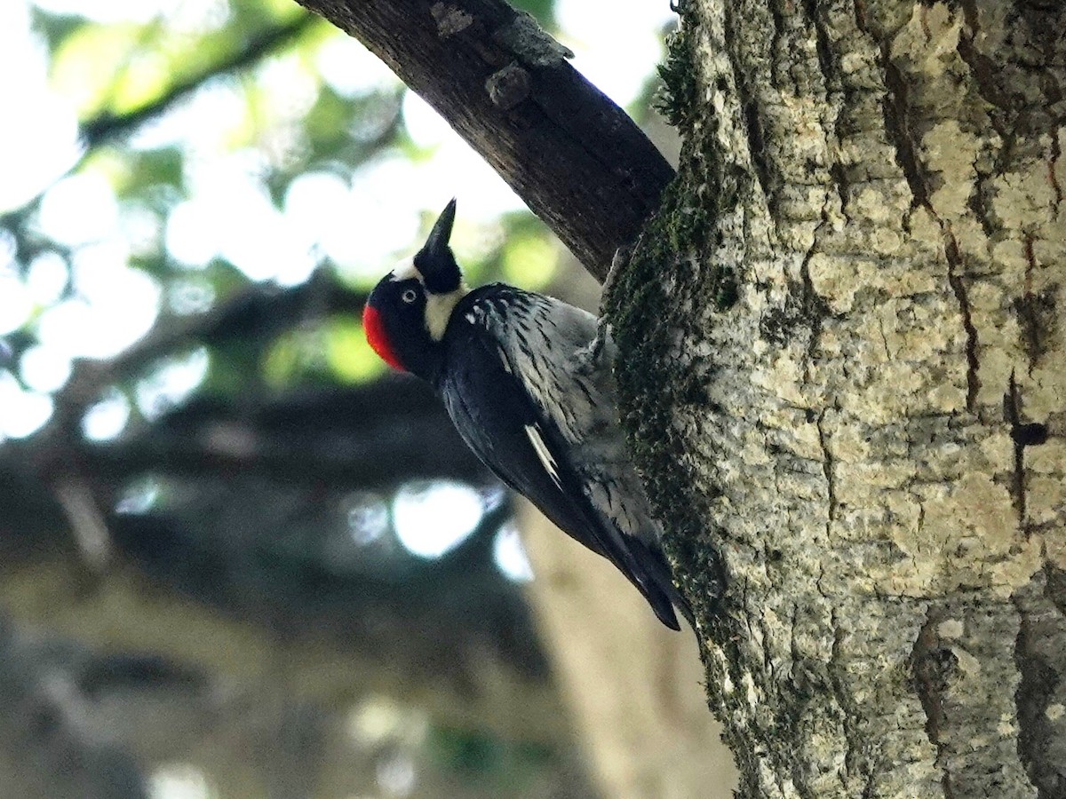 Acorn Woodpecker - Norman Uyeda