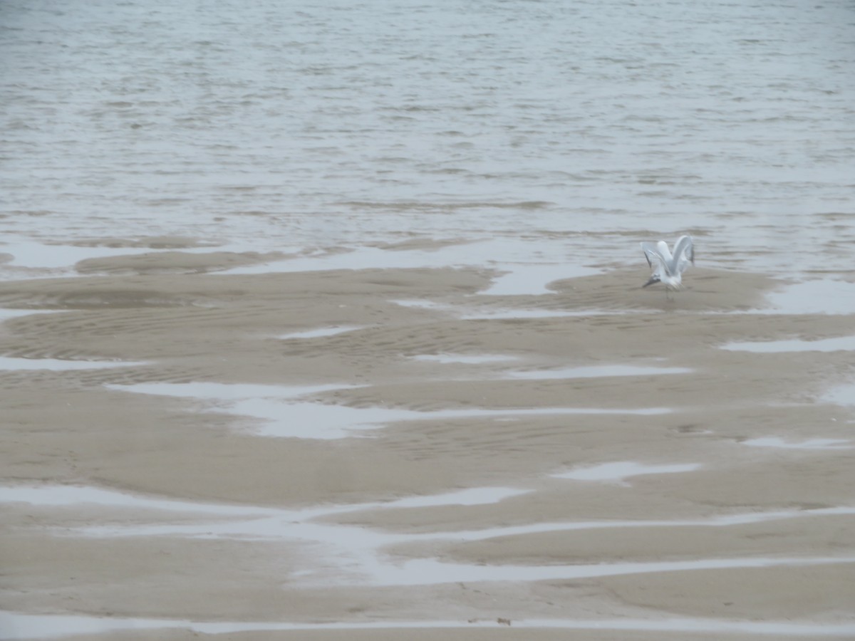 Ring-billed Gull - William Kuk