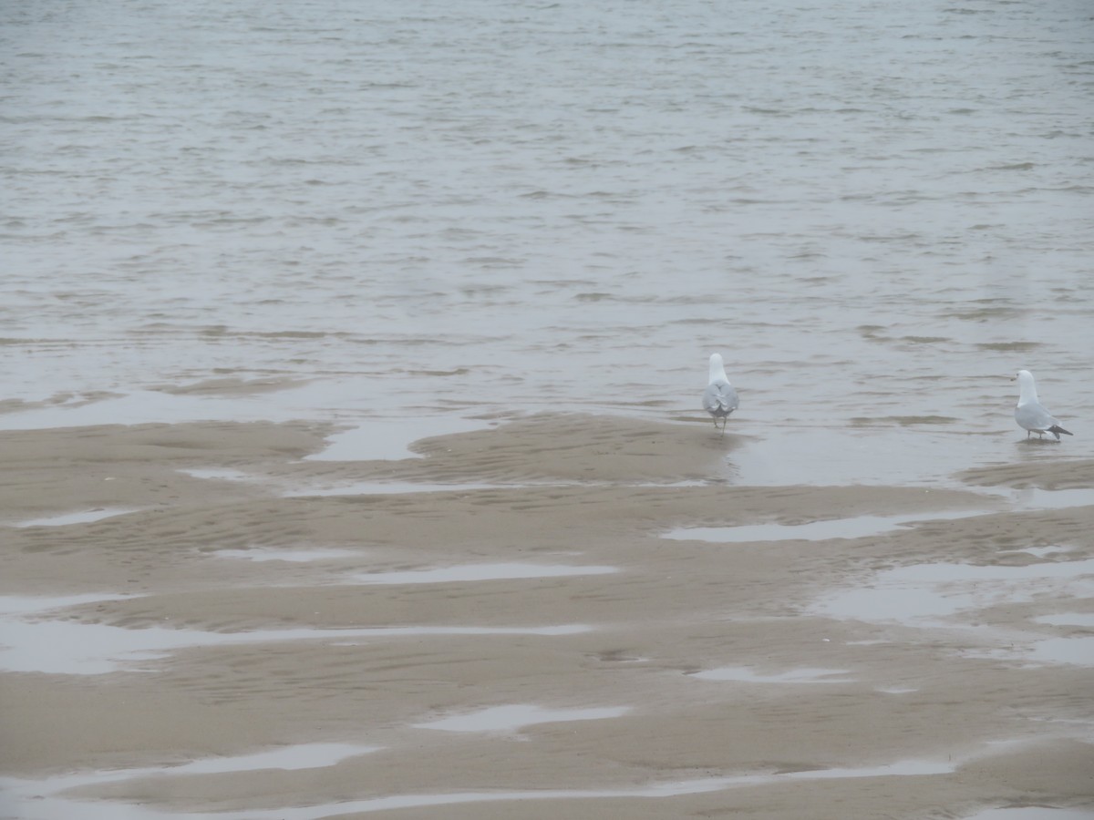 Ring-billed Gull - William Kuk