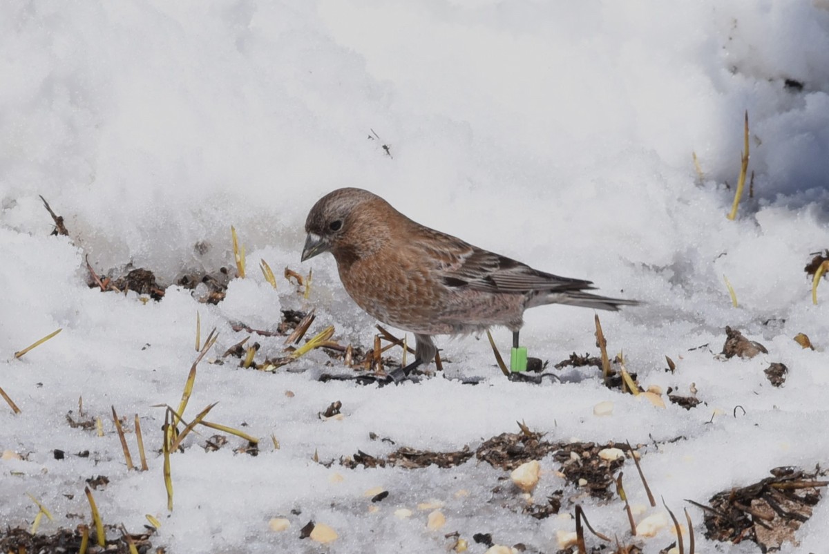 Brown-capped Rosy-Finch - ML619642599