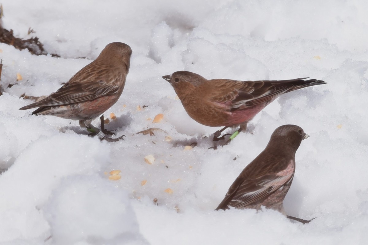 Brown-capped Rosy-Finch - Bruce Mast