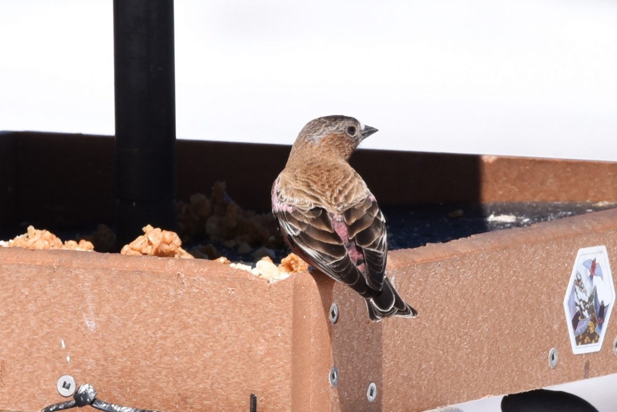 Brown-capped Rosy-Finch - Bruce Mast