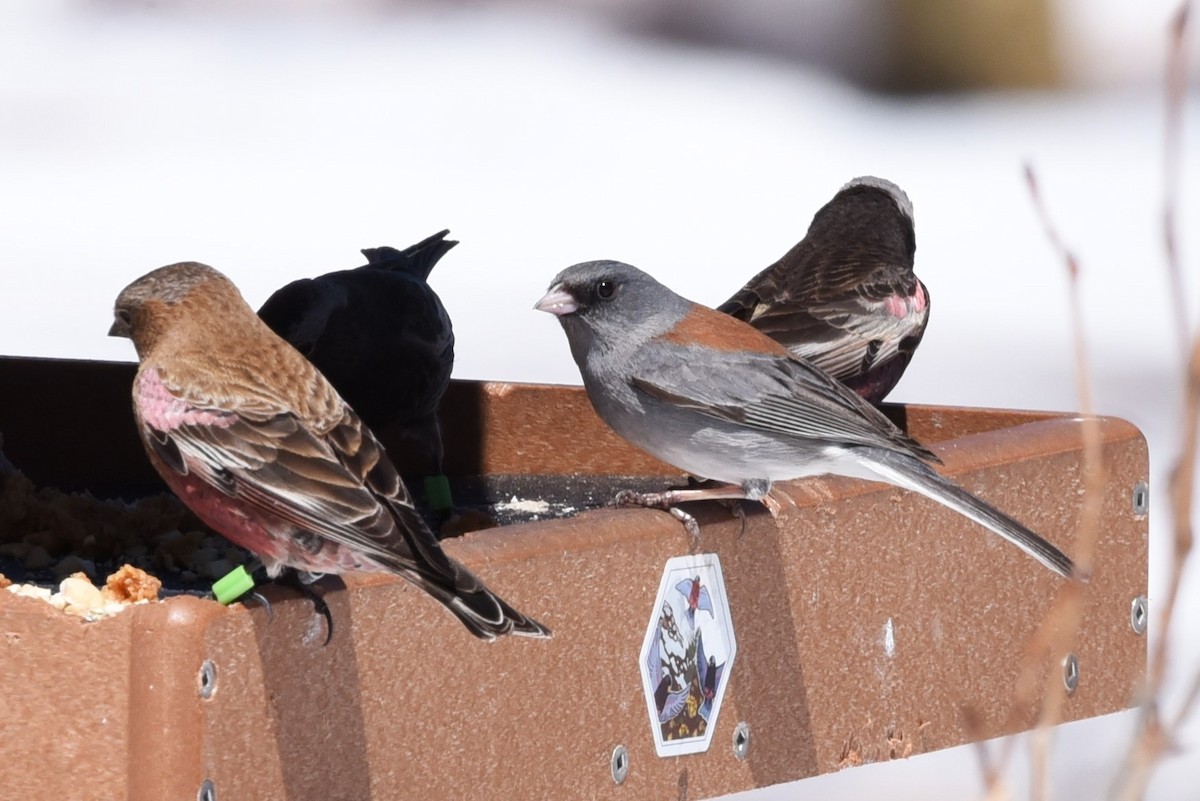 Brown-capped Rosy-Finch - Bruce Mast