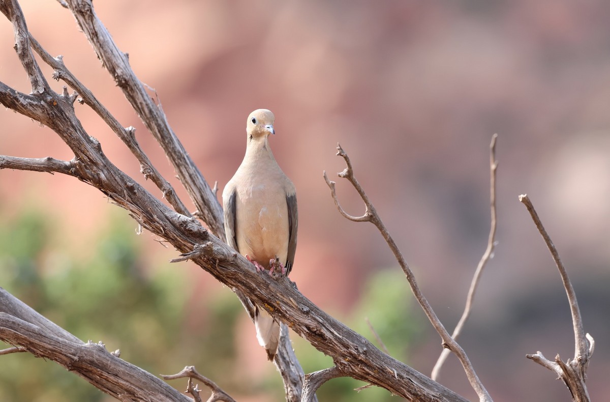 Mourning Dove - Jeffrey Thomas