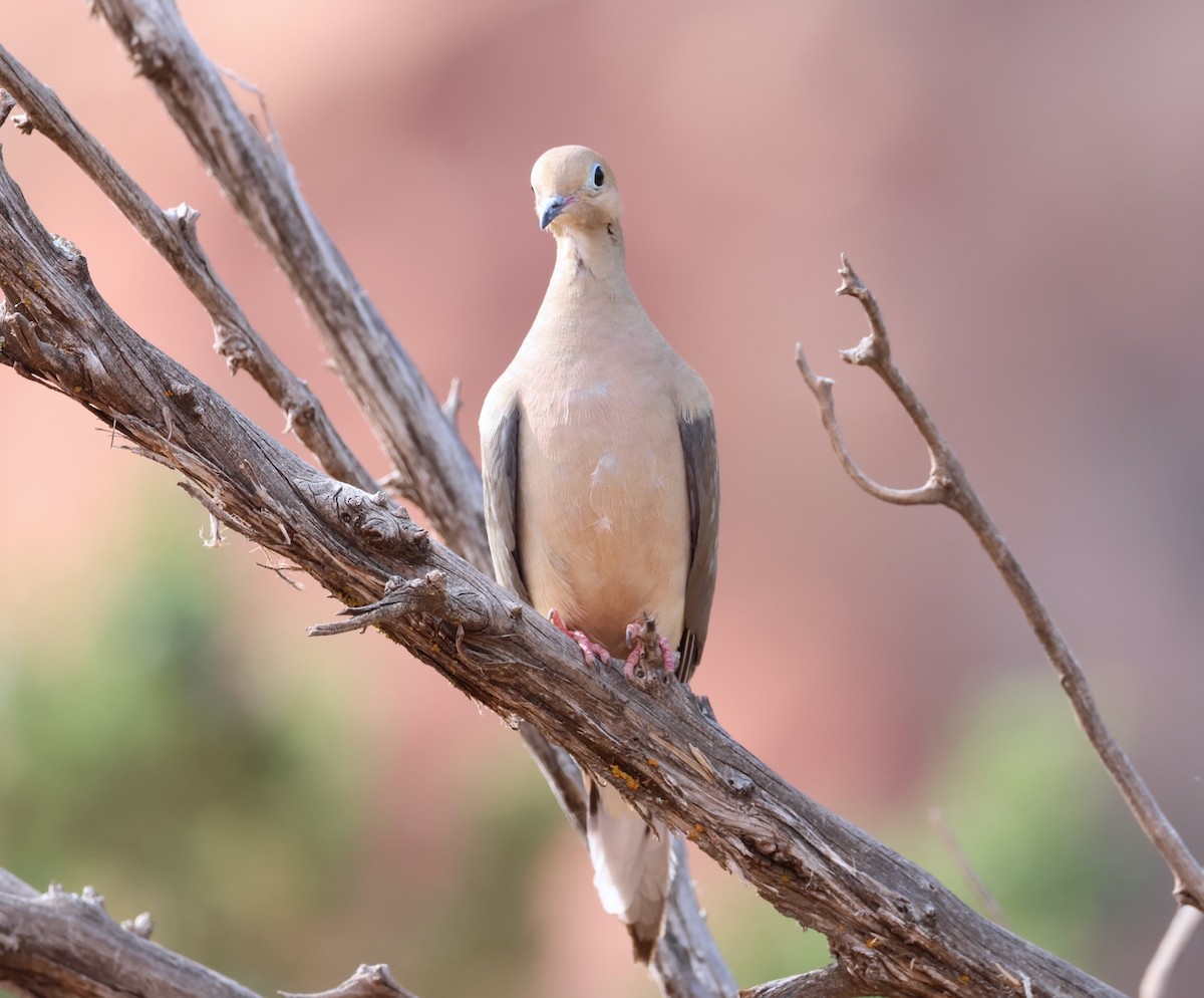 Mourning Dove - Jeffrey Thomas