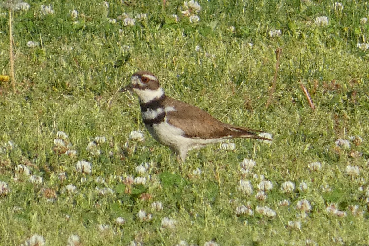 Killdeer - Anonymous