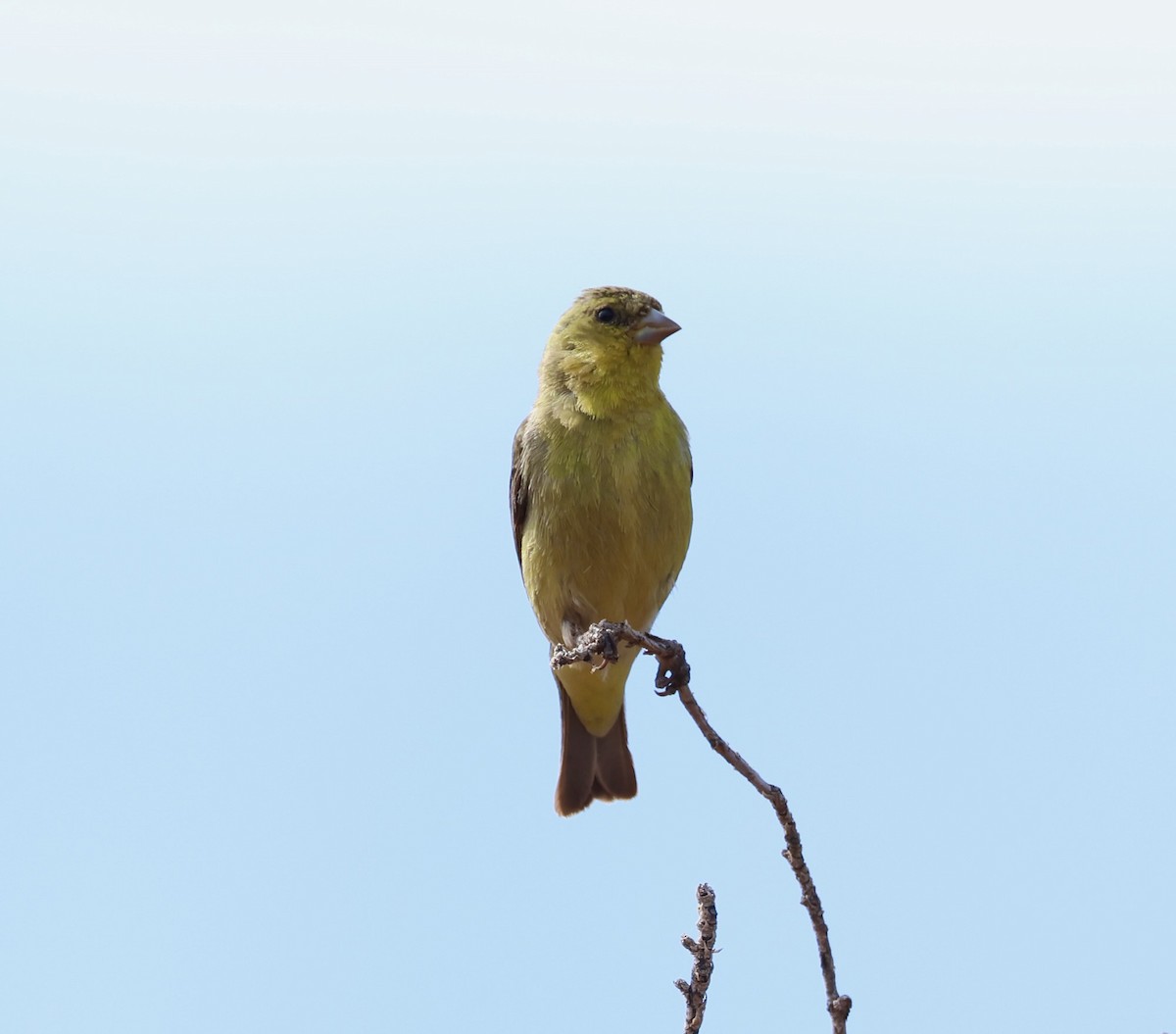 Lesser Goldfinch - ML619642612