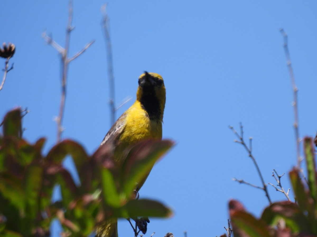 Hooded Oriole - ML619642613