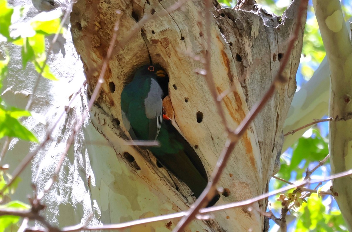 Elegant Trogon - Tricia Vesely