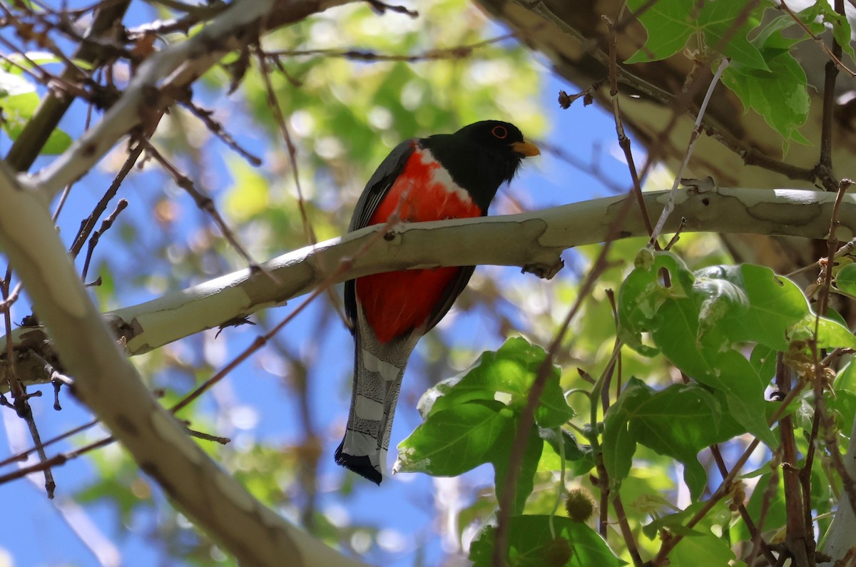 Trogon élégant - ML619642625