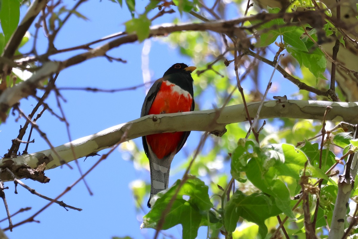 Elegant Trogon - Tricia Vesely