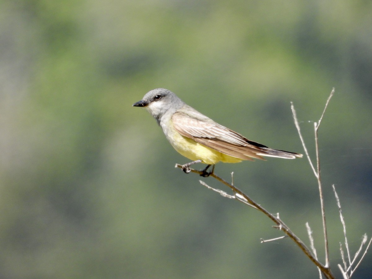 Western Kingbird - Christine Hogue