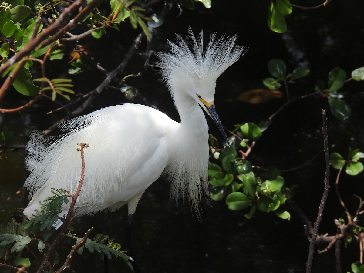 Snowy Egret - Coral Avilés Santiago