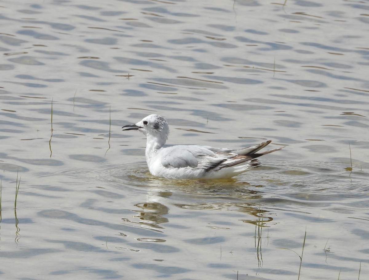 Bonaparte's Gull - Glenn Pearson