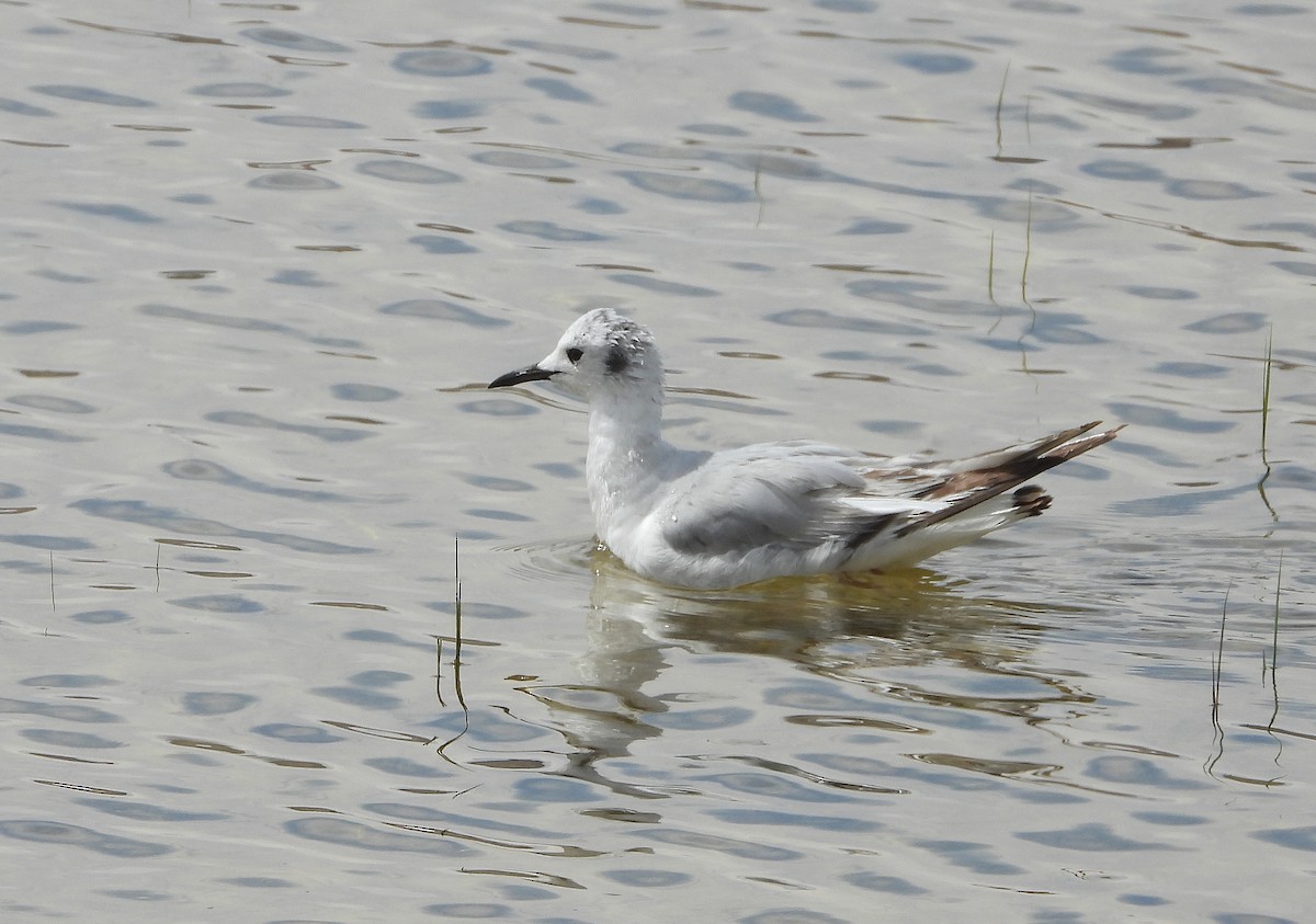 Bonaparte's Gull - Glenn Pearson