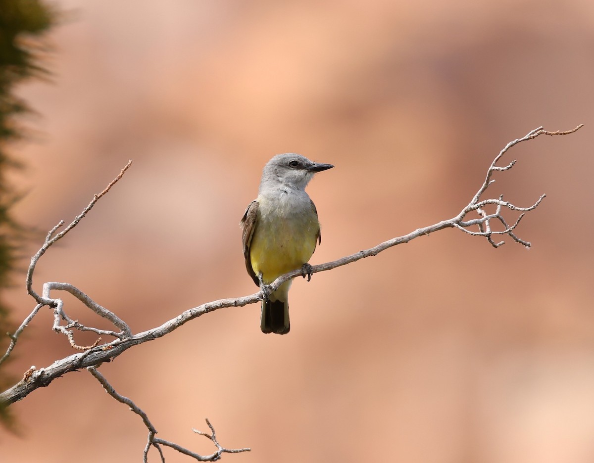 Western Kingbird - ML619642648