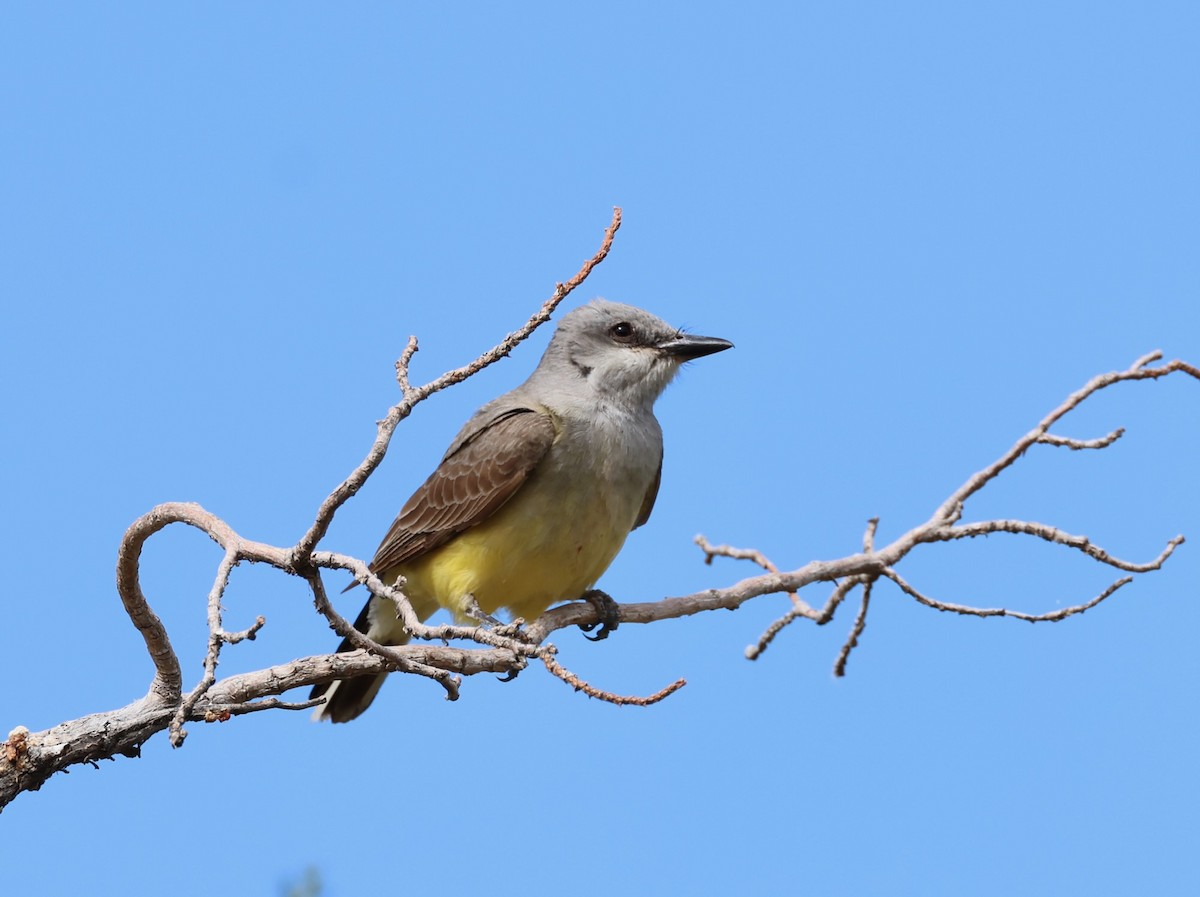 Western Kingbird - Jeffrey Thomas