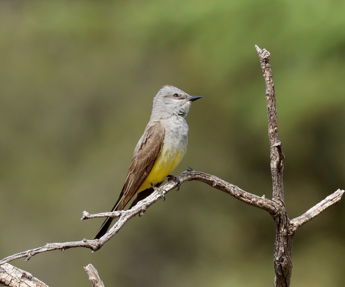 Western Kingbird - Jeffrey Thomas