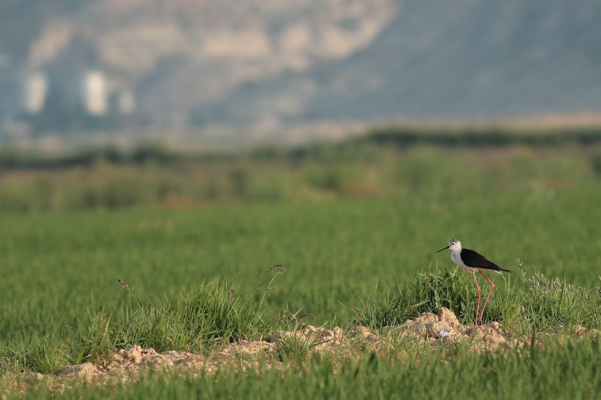 Black-winged Stilt - Xabier Remirez