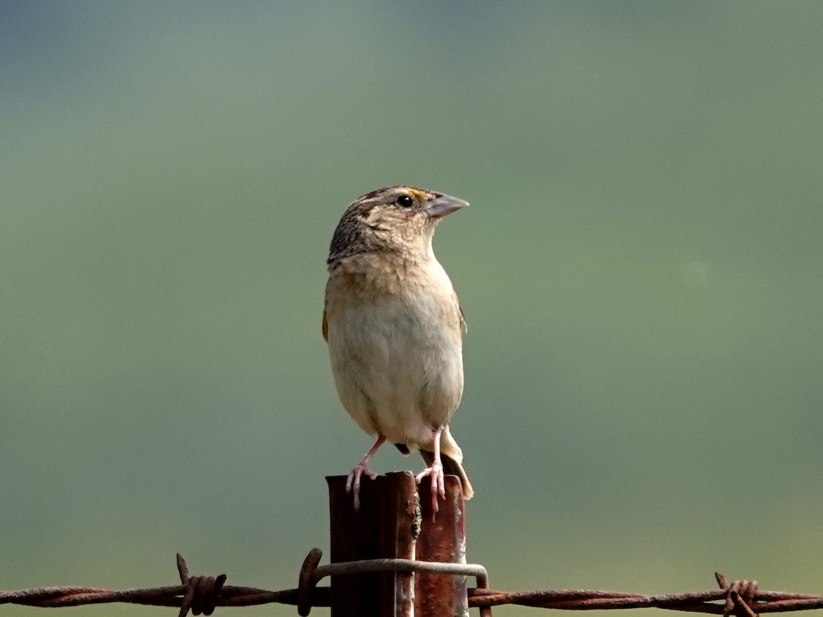 Grasshopper Sparrow - Norman Uyeda