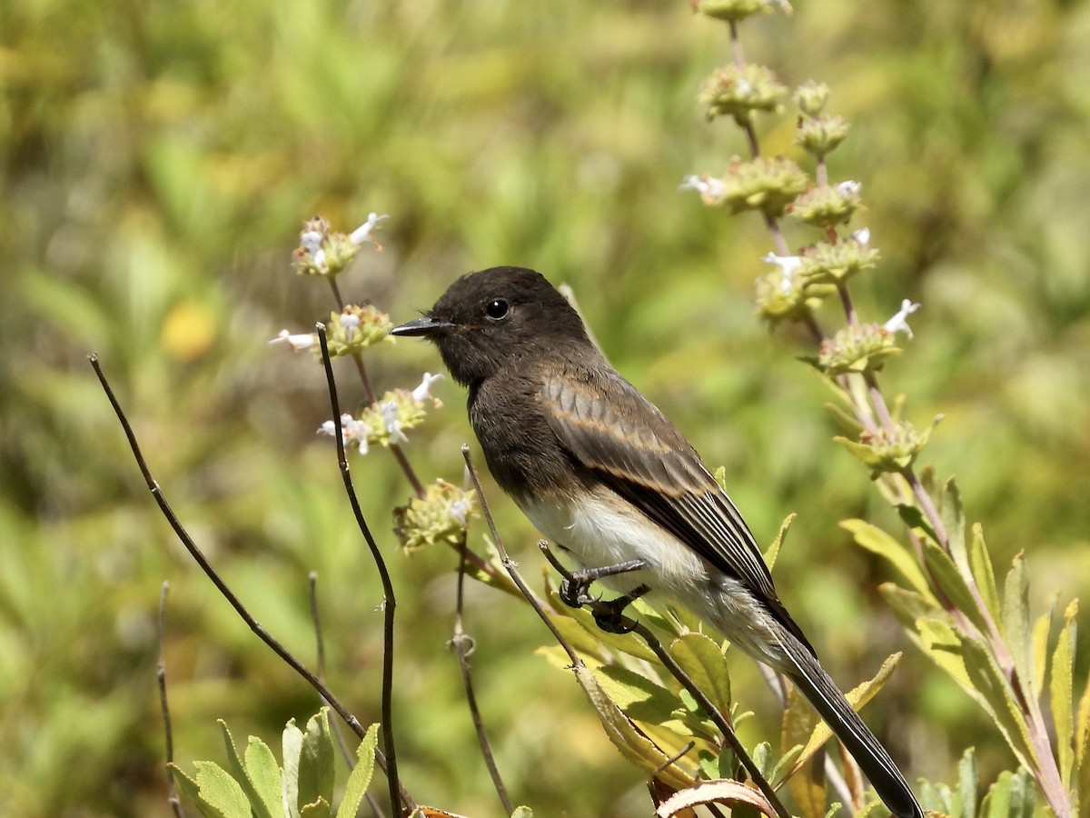 Black Phoebe - Christine Hogue