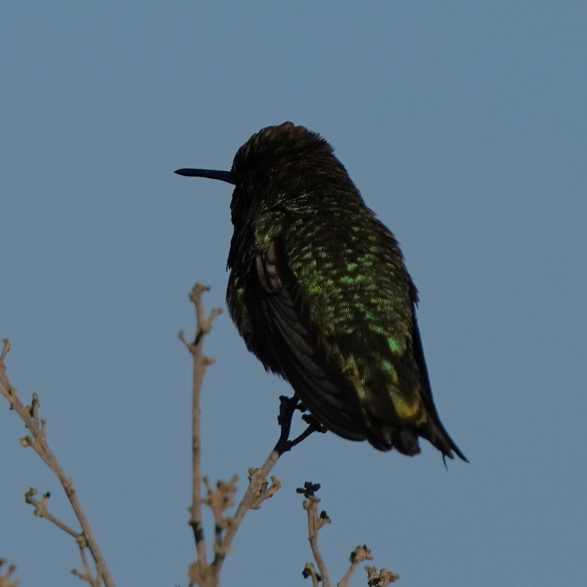 Anna's Hummingbird - Richard Block