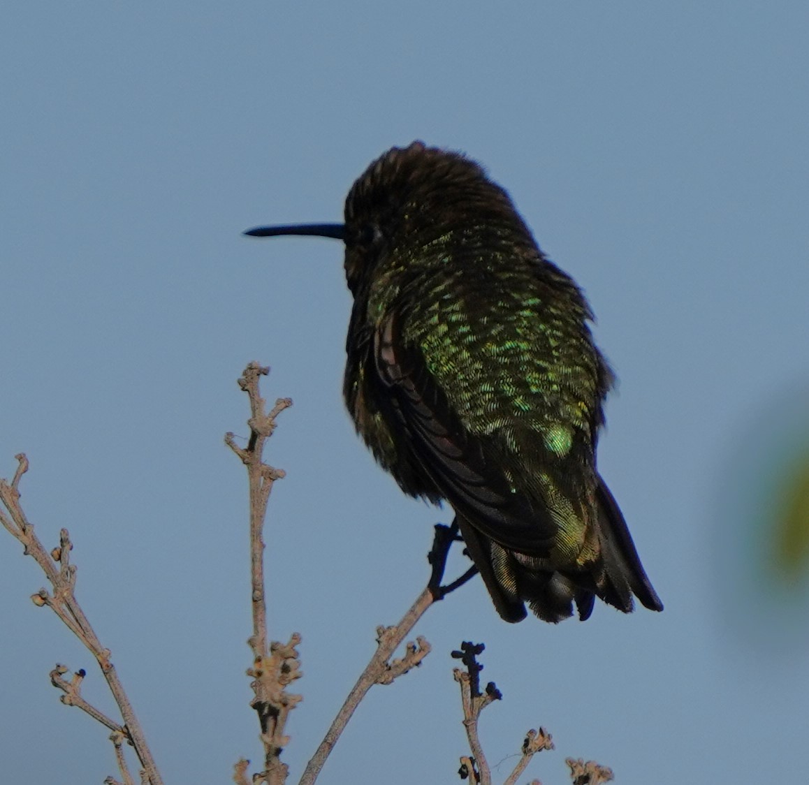 Anna's Hummingbird - Richard Block