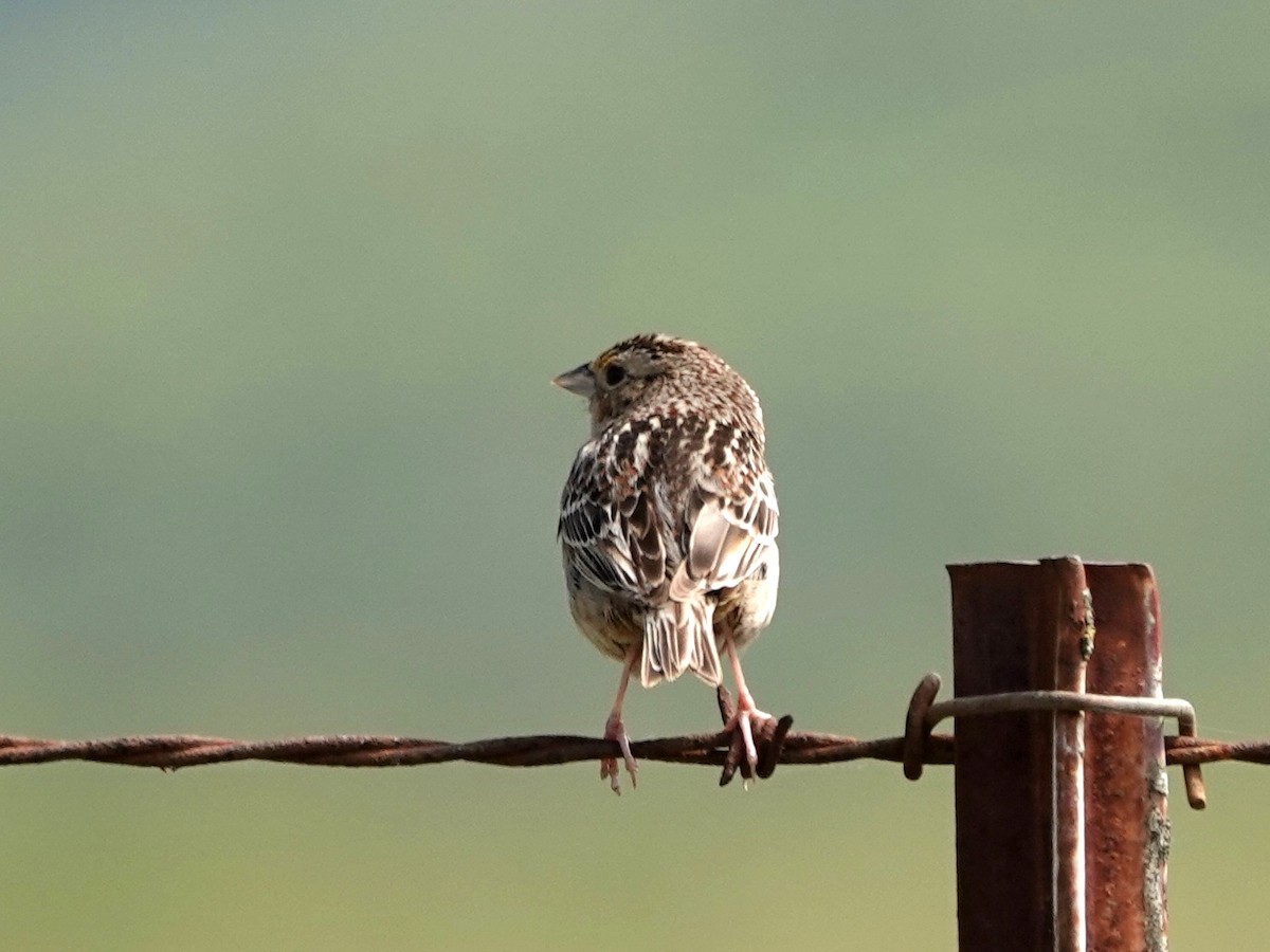 Grasshopper Sparrow - Norman Uyeda