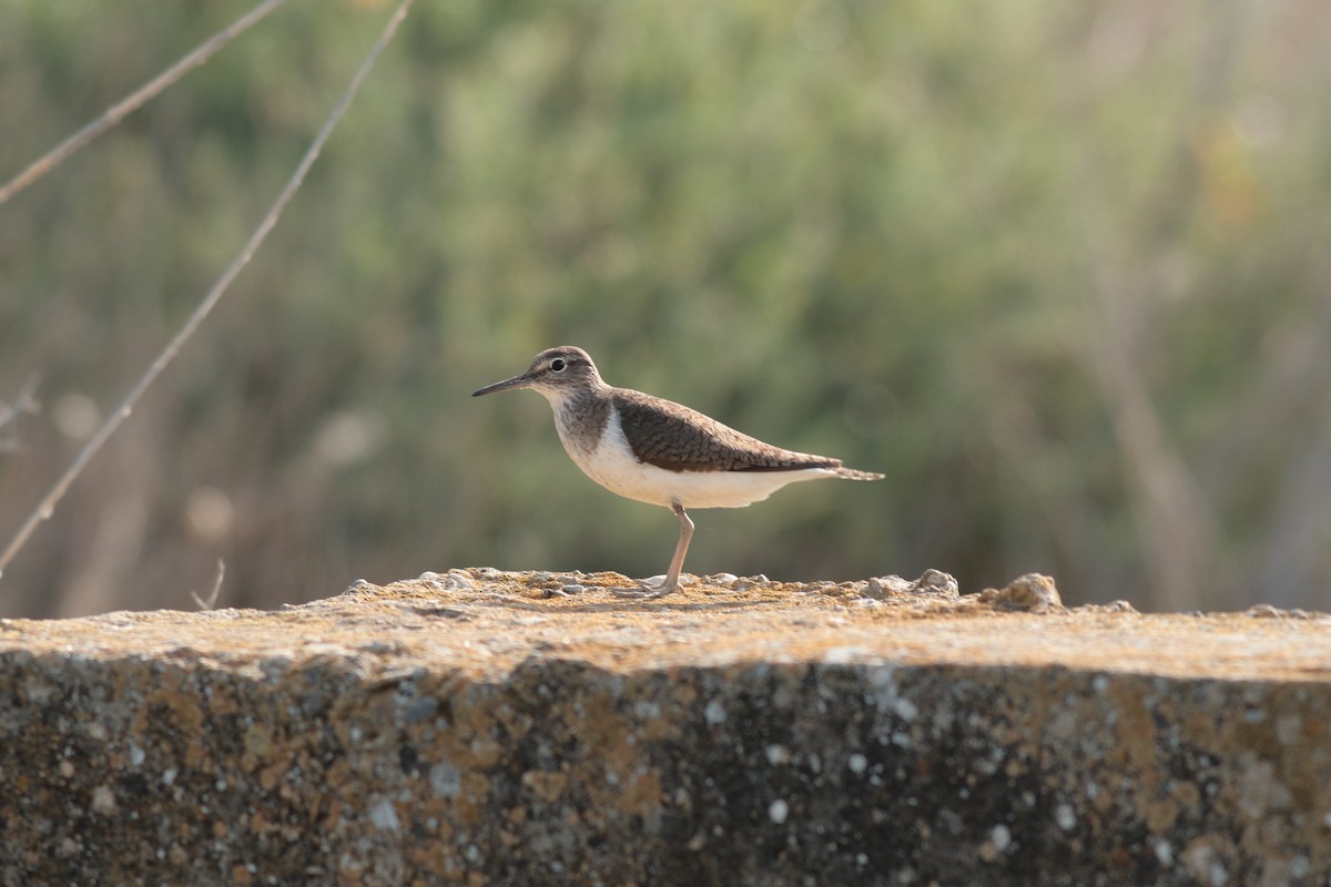 Common Sandpiper - Xabier Remirez