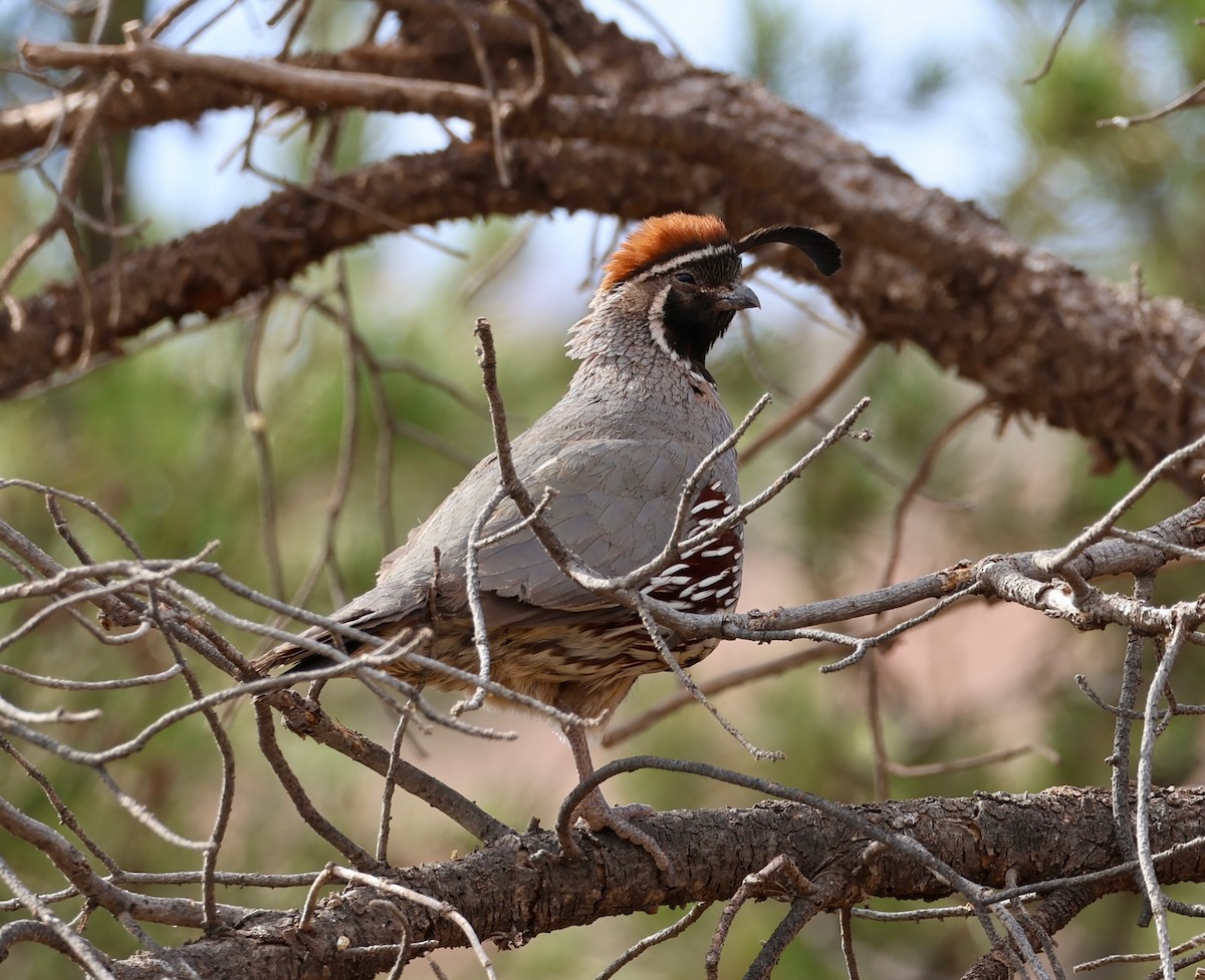 Gambel's Quail - Jeffrey Thomas