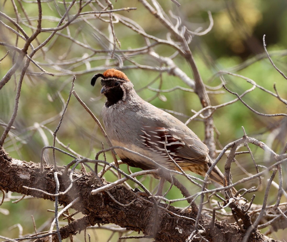 Gambel's Quail - Jeffrey Thomas