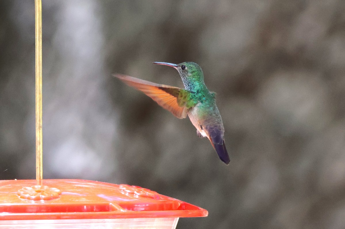 Berylline Hummingbird - Tricia Vesely