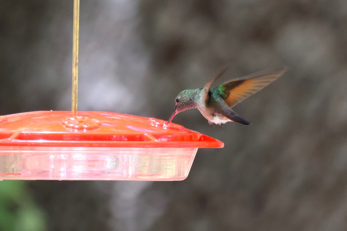 Berylline Hummingbird - Tricia Vesely