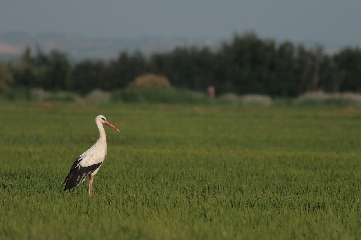 White Stork - Xabier Remirez