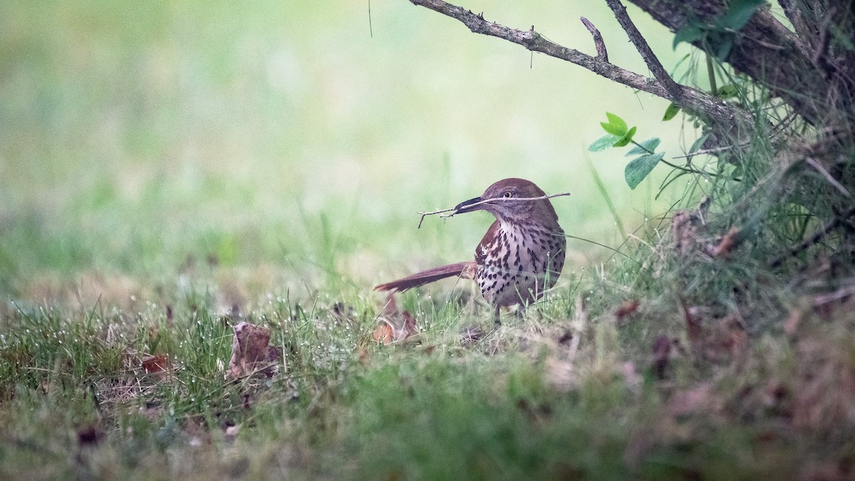 Brown Thrasher - Liz Klinger