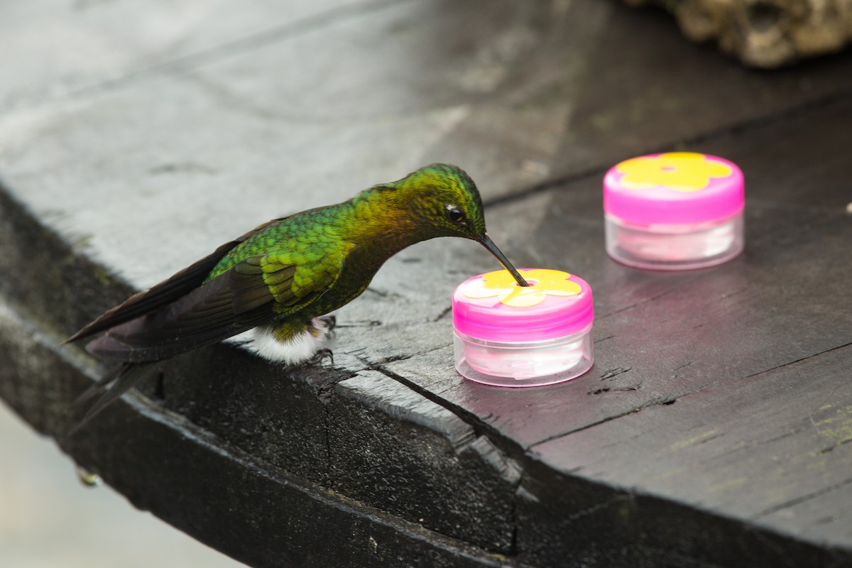 Golden-breasted Puffleg - ML619642682