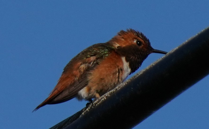 Allen's Hummingbird - Richard Block