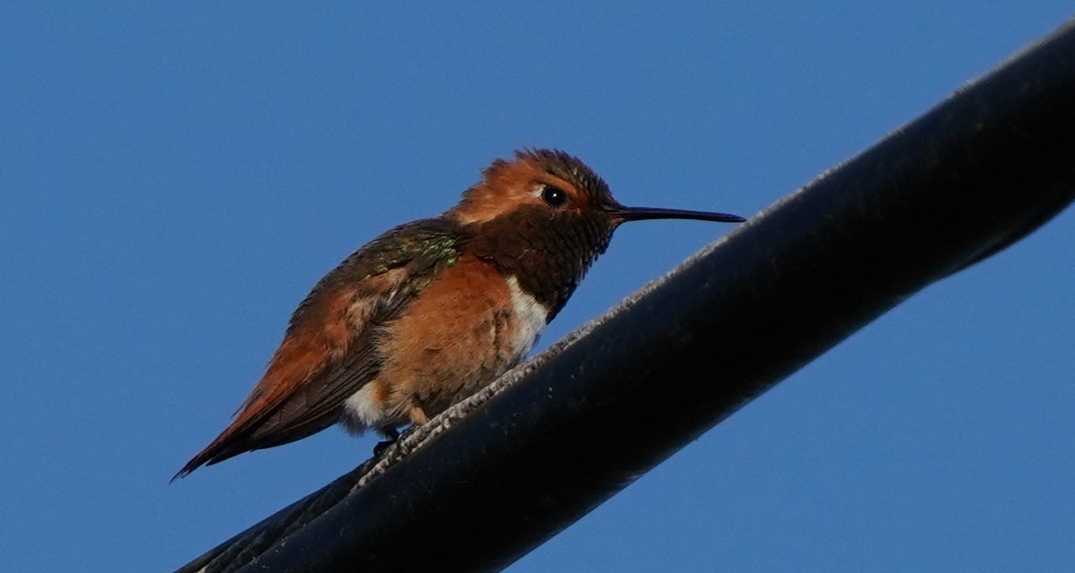 Allen's Hummingbird - Richard Block