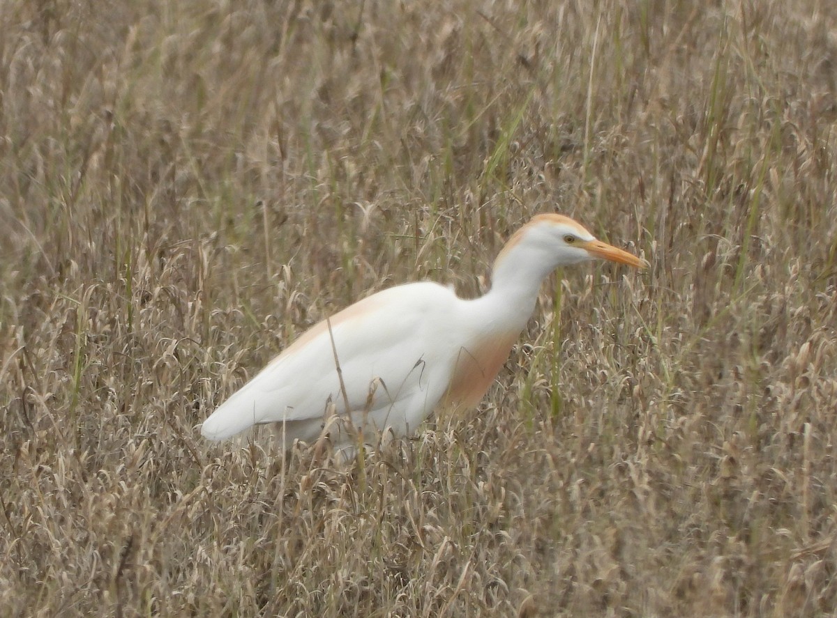 Western Cattle Egret - Glenn Pearson