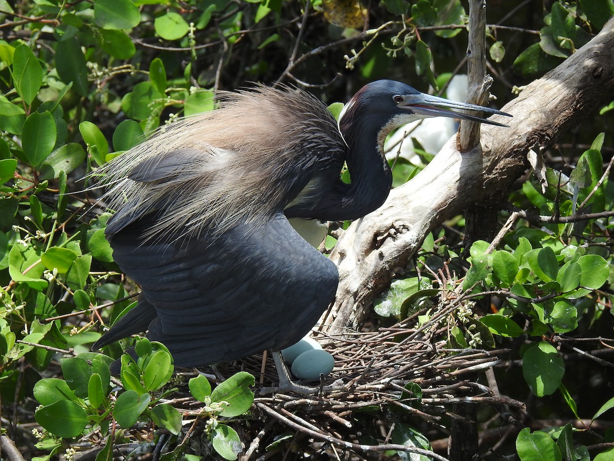 Tricolored Heron - Coral Avilés Santiago