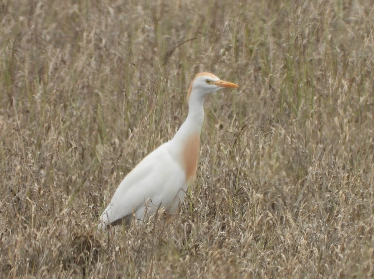 Western Cattle Egret - Glenn Pearson