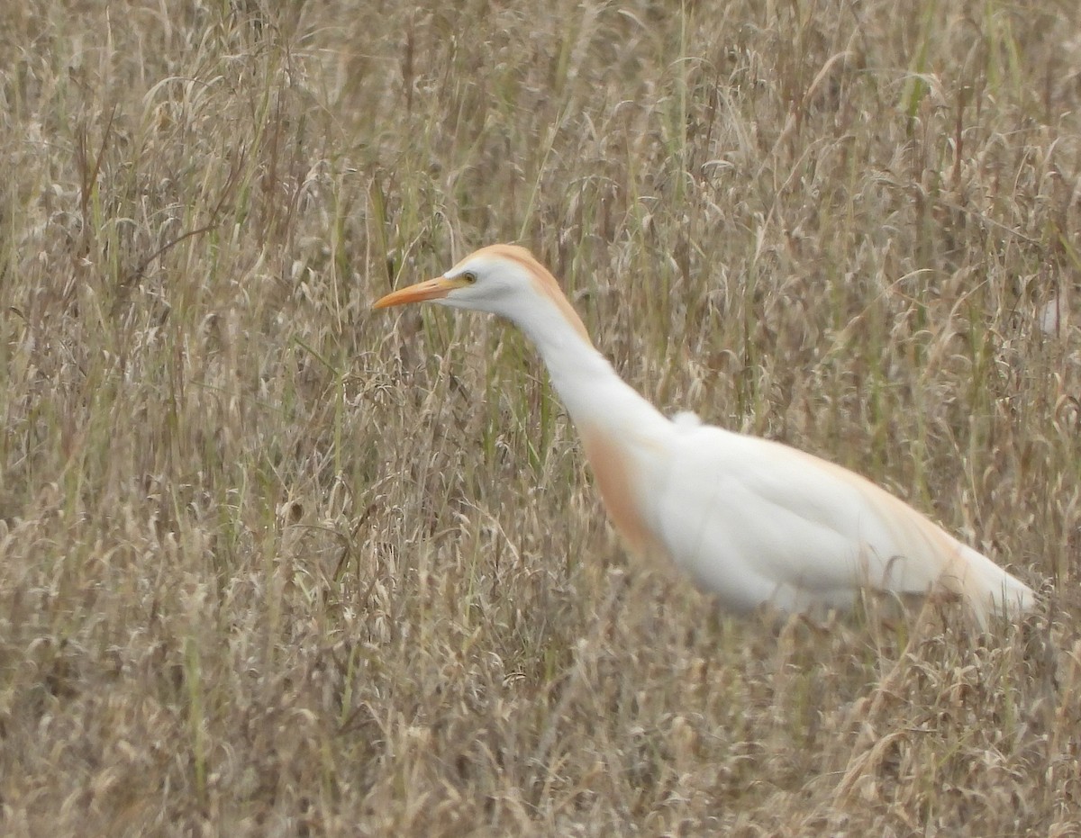 Western Cattle Egret - Glenn Pearson