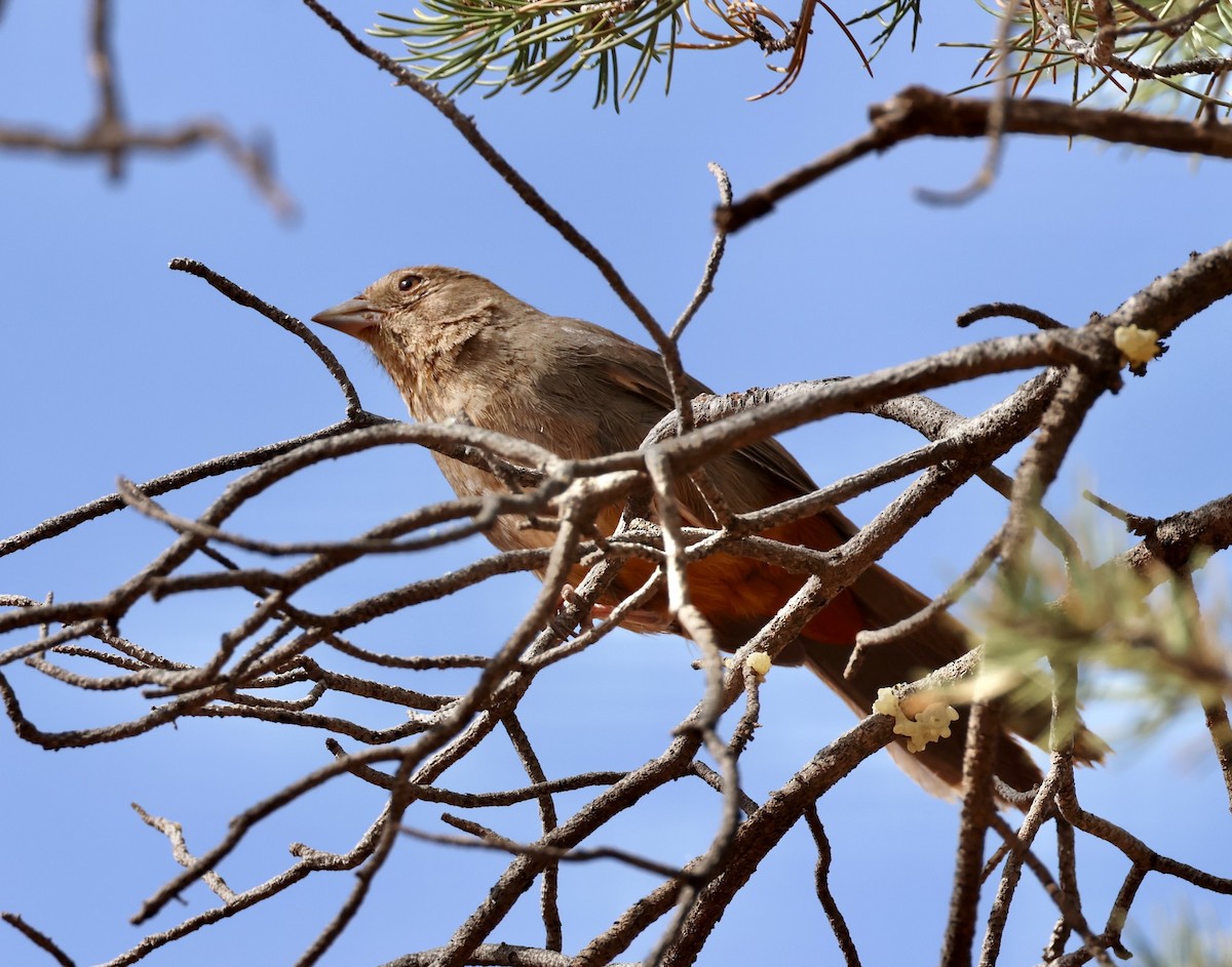 Canyon Towhee - ML619642711