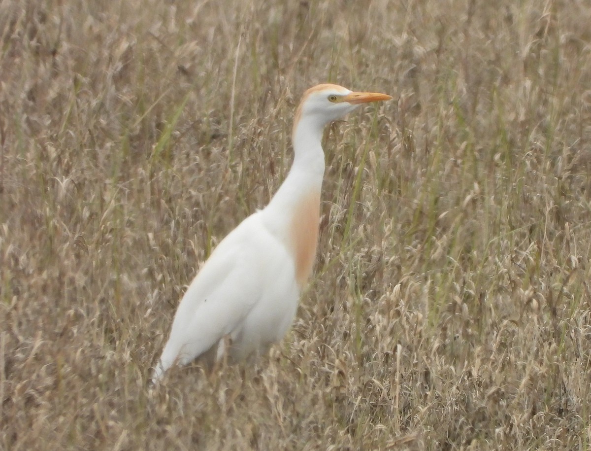 Western Cattle Egret - Glenn Pearson