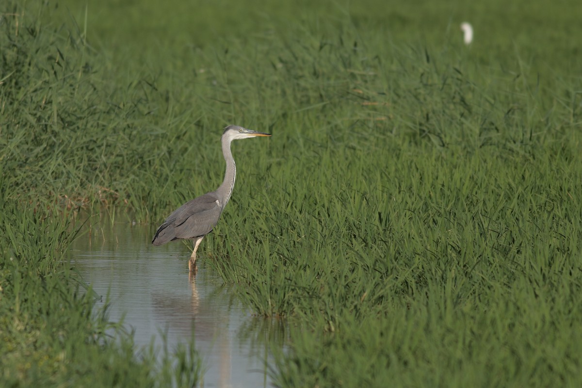 Gray Heron - ML619642716