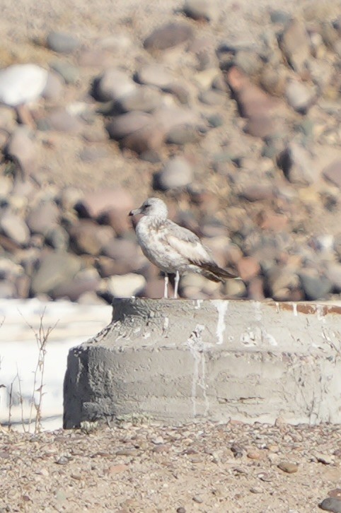 California Gull - John Rhoades