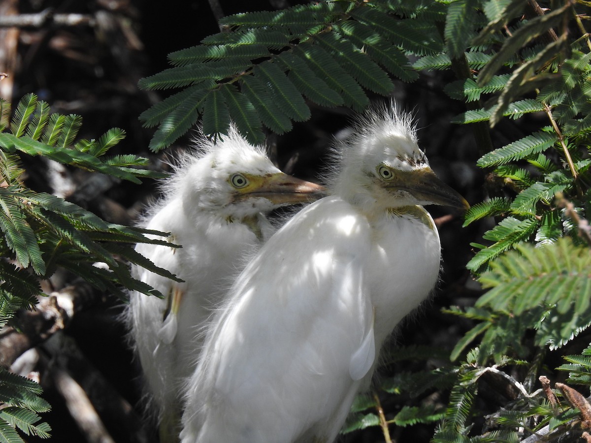 Western Cattle Egret - Coral Avilés Santiago